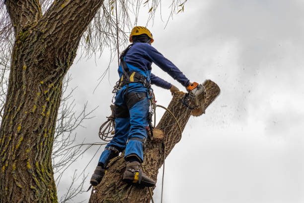 Trusted Goodlettsville, TN Tree Service Experts